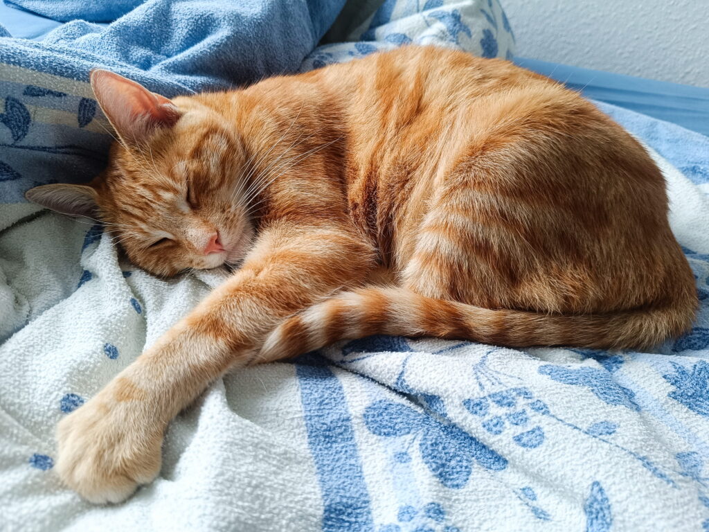 Ein roter Kater schläft gemütlich auf einer Decke und symbolisiert Leichtigkeit im Alltag bei Amenos.